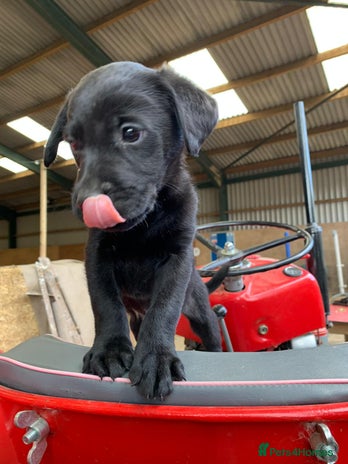 Labrador Retriever dogs - Advert 12