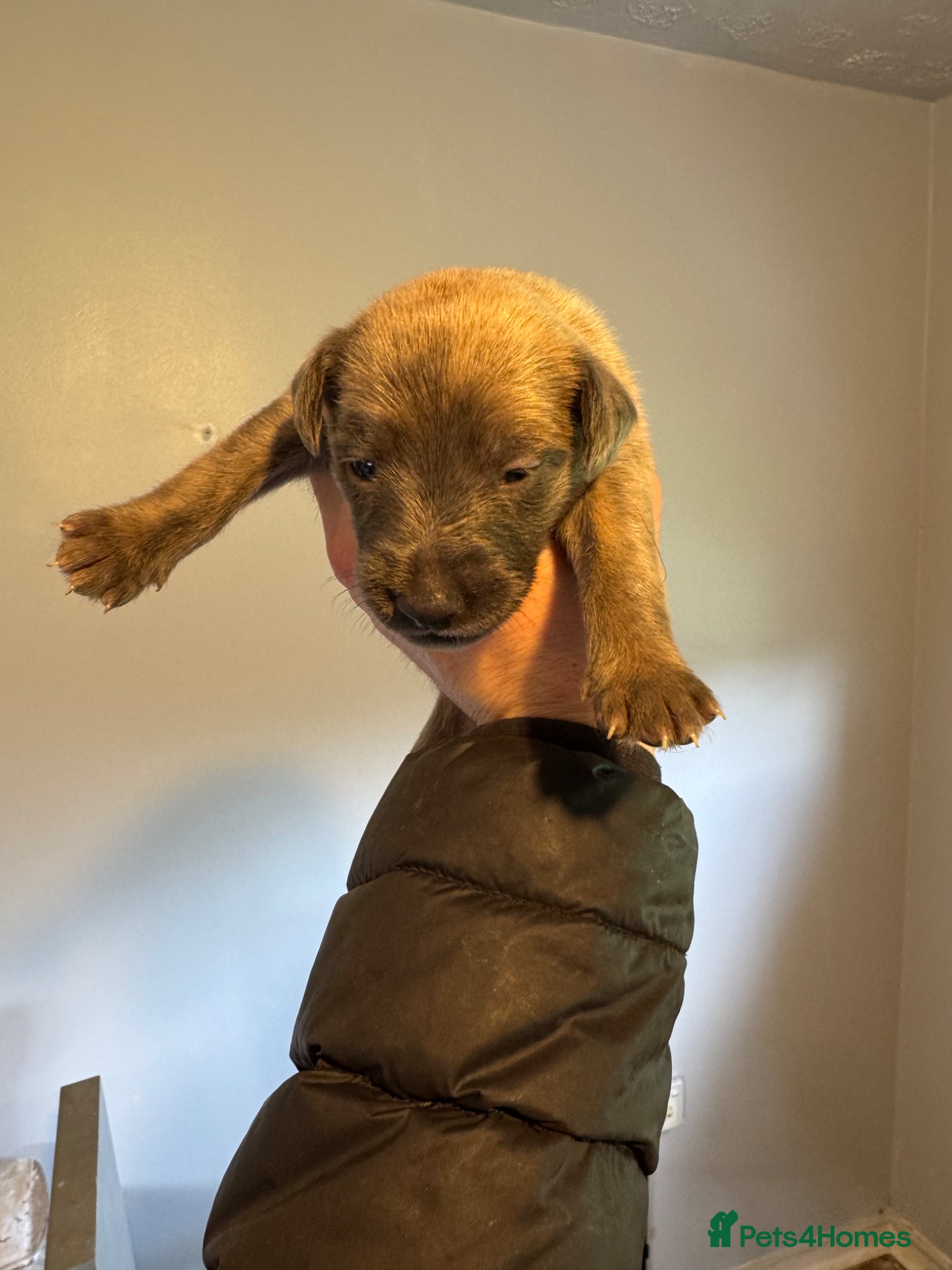 Mixed Breed dogs Bedlington Whippet - Advert 3