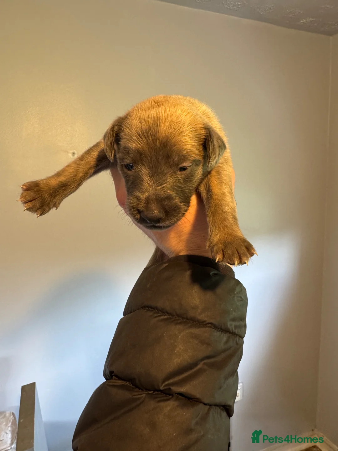 Mixed Breed dogs for sale: Bedlington Whippet - Advert 1