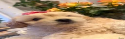 Maltipoo dogs for sale: Maltipoo  - Advert 4