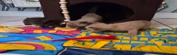 Burmese cats for sale: Outstanding Pedigree Burmese Kittens,Vet checked - Advert 26