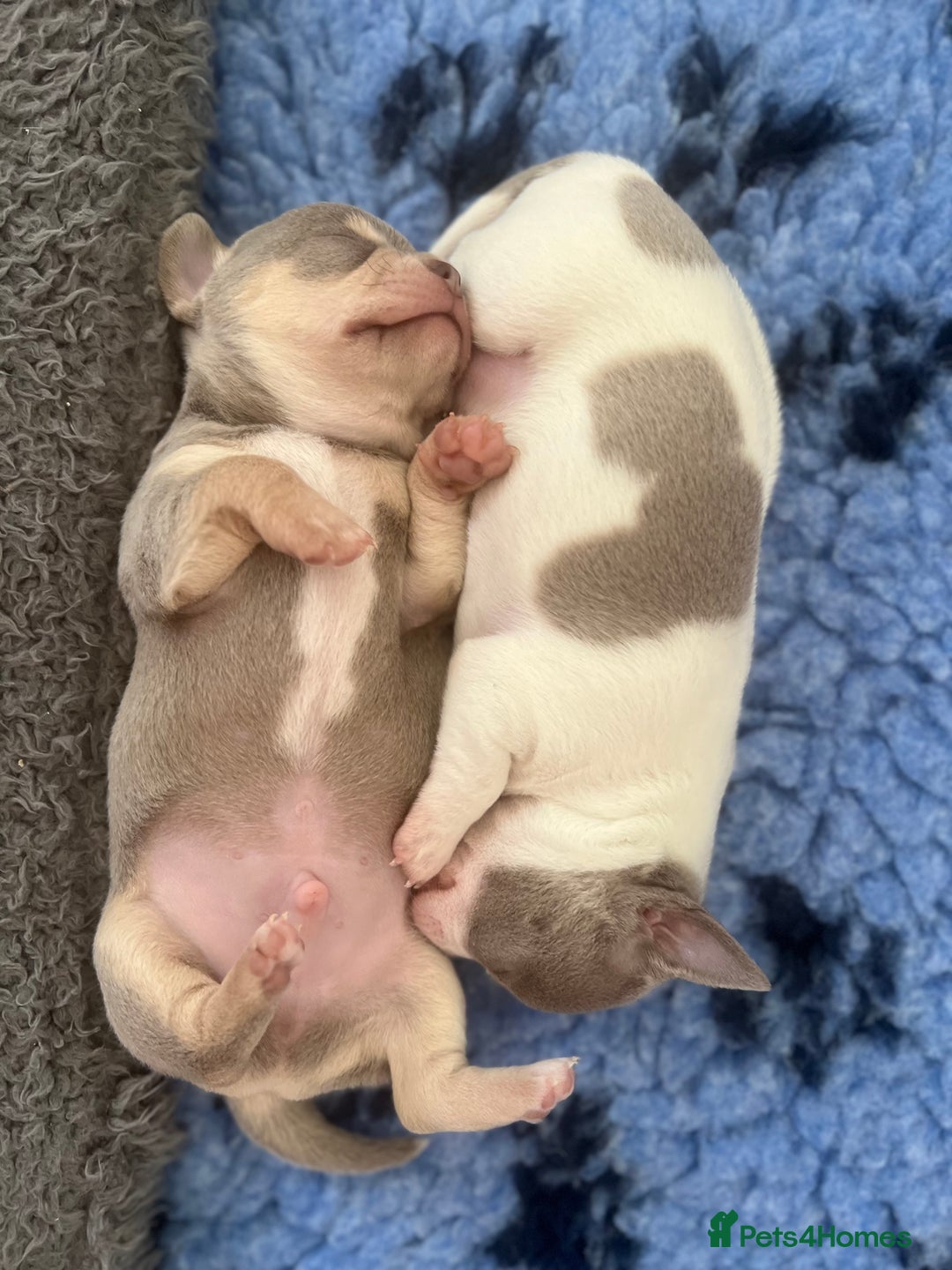 Chihuahua dogs for sale: Kc registered lilac chihuahua boy - Advert 4