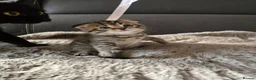 Scottish Fold cats for sale: Scottish fold girl - Advert 3