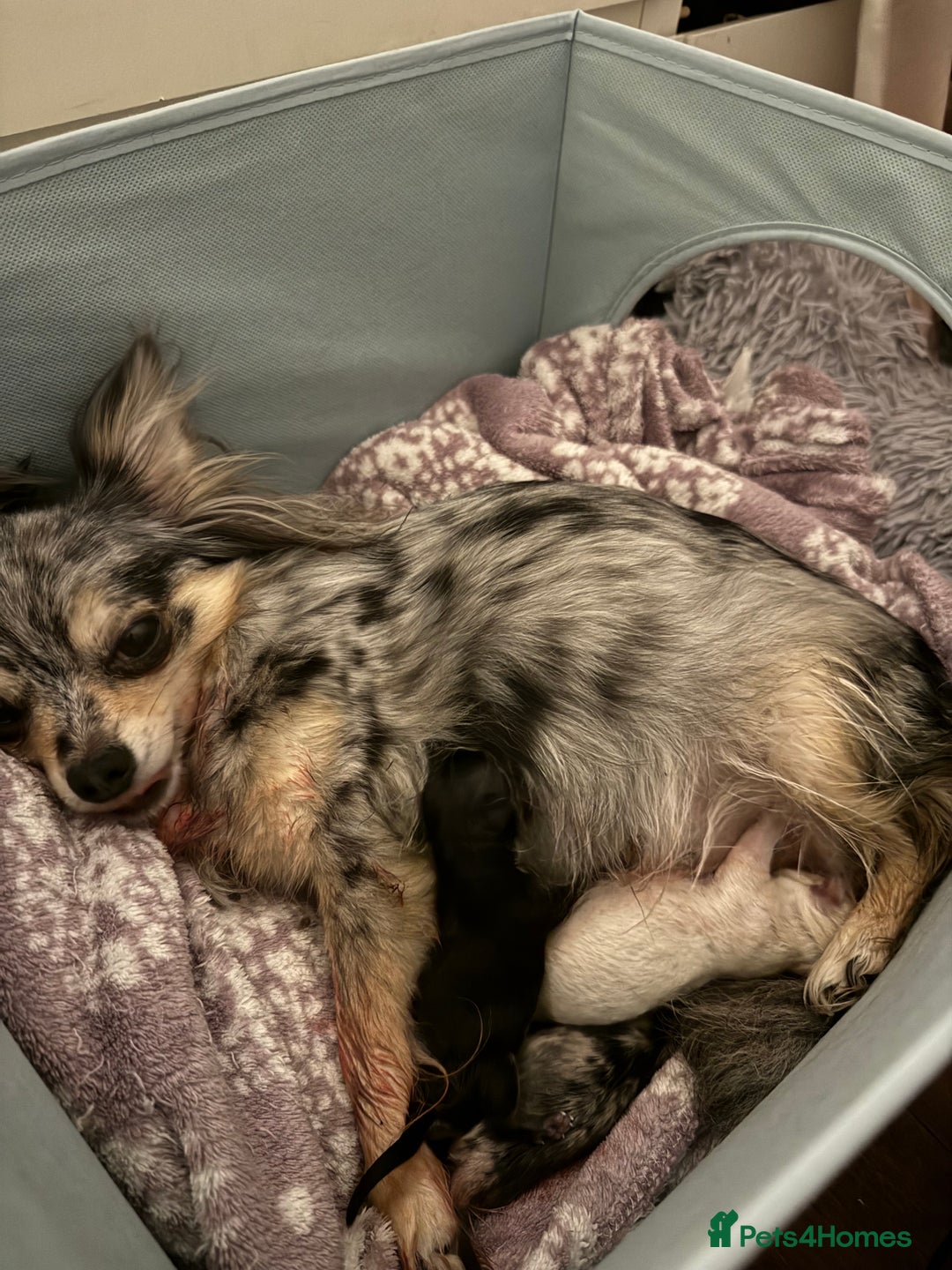 Chihuahua dogs for sale: 2 chihuahua boys ready to leave NOW - Image 8