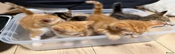 Domestic Shorthair cats for sale: Domestic Shorthair Ginger Kittens  - Advert 3
