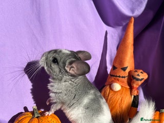 Chinchilla rodents - Advert 3