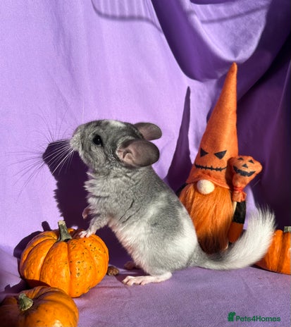 Chinchilla rodents - Advert 1
