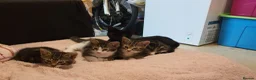 Mixed Breed cats for sale: 1 Female 2 Male Mixed breed  - Advert 2
