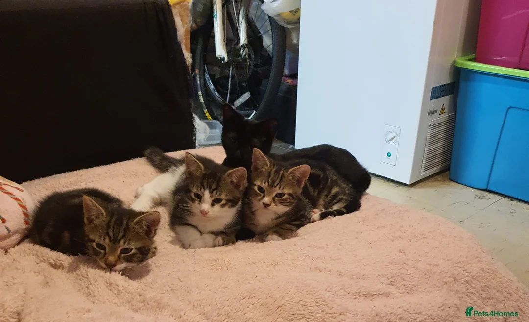 Mixed Breed cats for sale: 1 Female 2 Male Mixed breed  - Advert 2