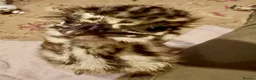 Emus poultry for sale: Emu Chicks in Tonbridge - Advert 2