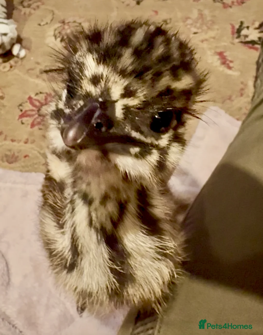 Emus poultry for sale: Emu Chicks in Tonbridge - Advert 2