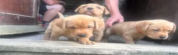 Labrador Retriever dogs for sale: 2 female fox red labrador pups in Southam - Advert 5