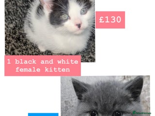Mixed Breed cats kittens - Advert 17