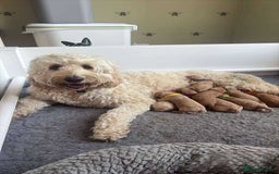 Goldendoodle dogs for sale: 🐶🐾🐶AUSTRALIAN DOUBLE DOODLE PUPPIES🐶🐾🐶 - Image 6
