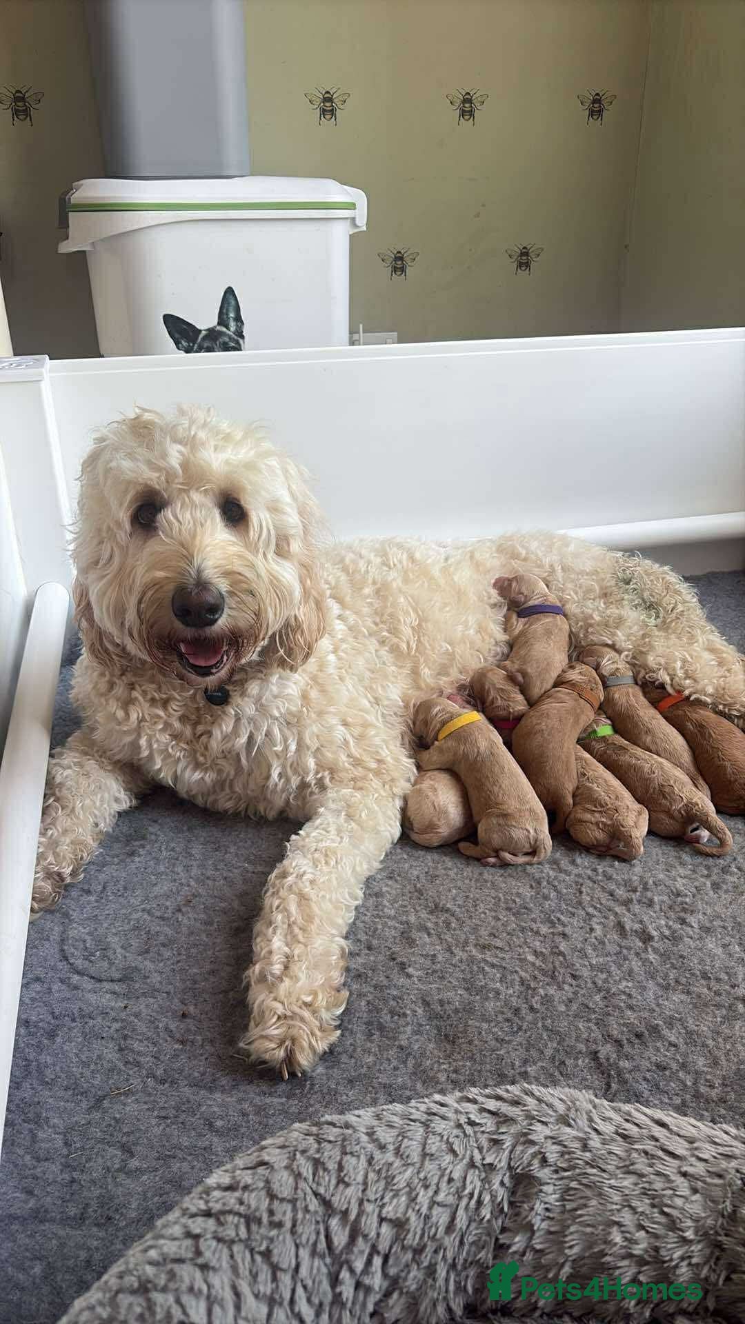 Goldendoodle dogs for sale: 🐶🐾🐶AUSTRALIAN DOUBLE DOODLE PUPPIES🐶🐾🐶 - Image 6