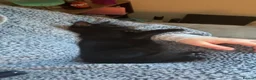 Mixed Breed cats for sale: 6 month old kitten  in Thirsk - Advert 2