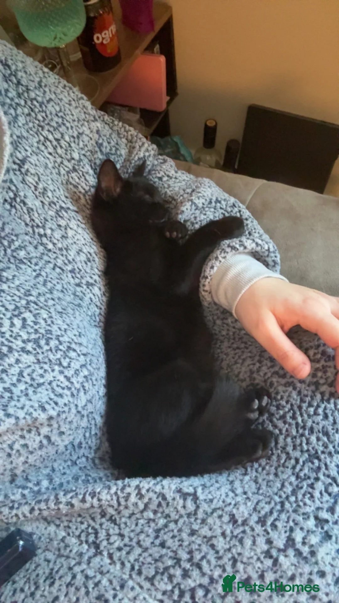 Mixed Breed cats for sale: 6 month old kitten  in Thirsk - Advert 2