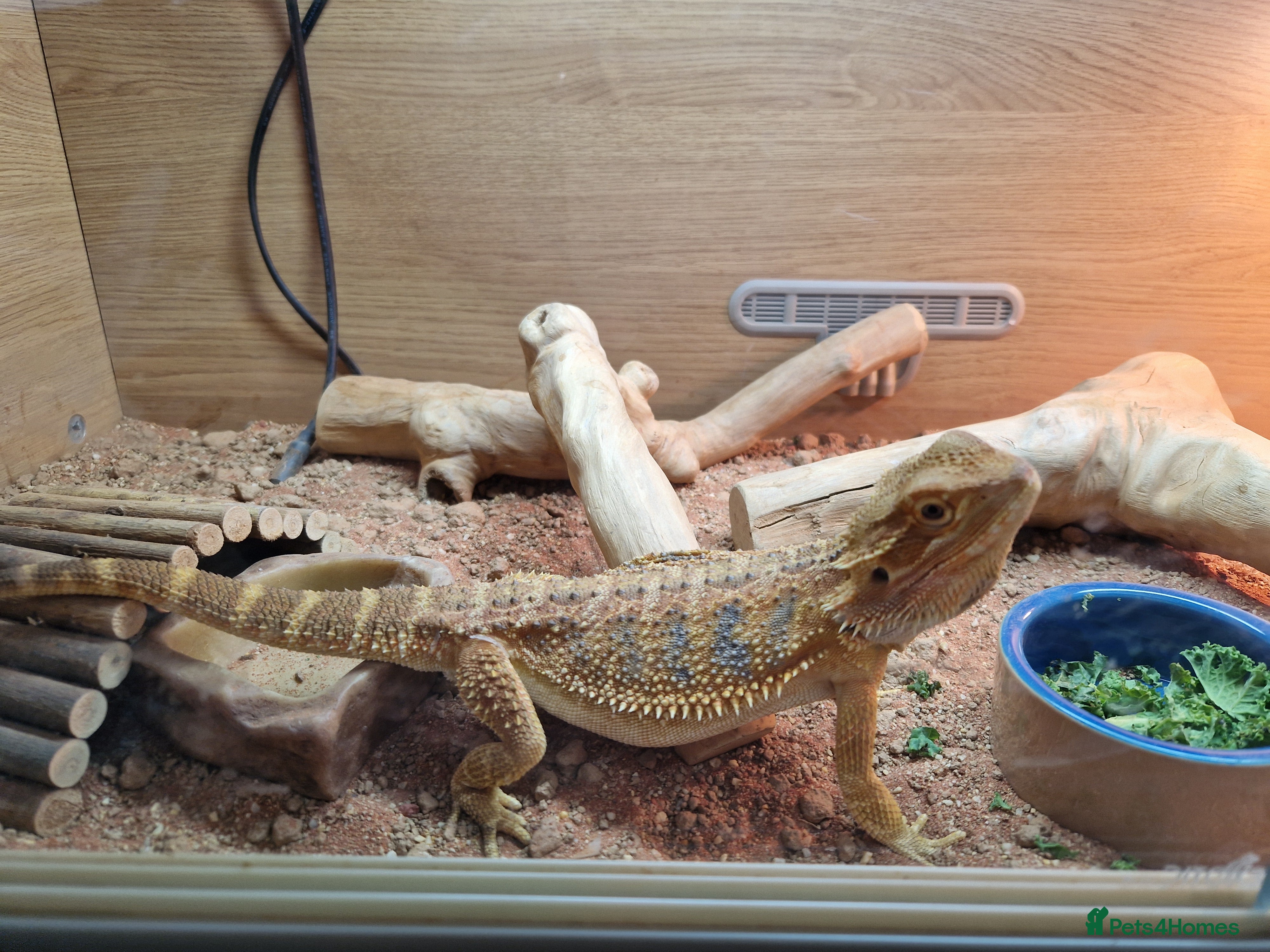 Dragon reptiles Bearded dragon - Advert 1