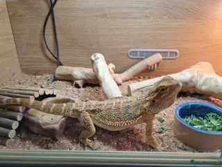 Dragon reptiles Bearded dragon - Advert 1