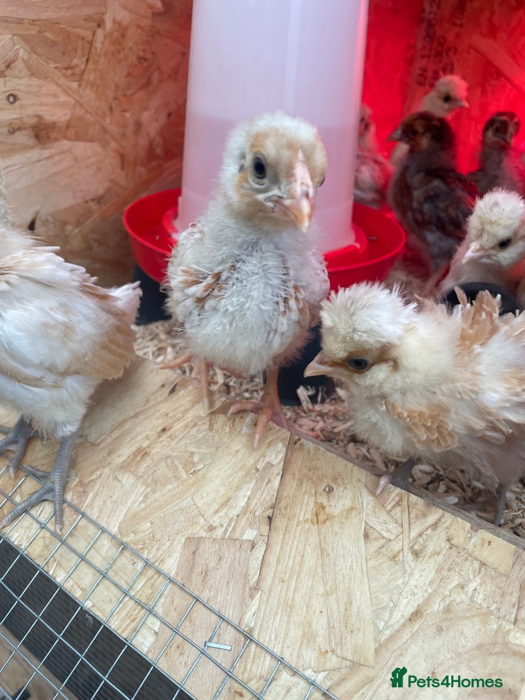 Chickens poultry for sale: Chicks - Image 2