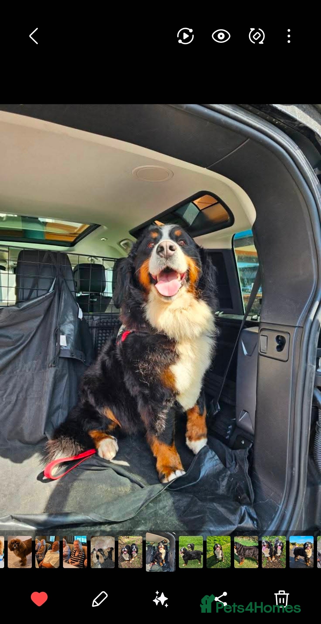 Bernedoodle dogs for sale: Tri F1 Bernedoodle pups expected  - Advert 1