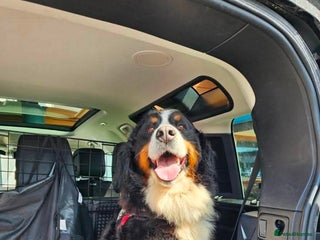 Bernedoodle dogs Tri F1 Bernedoodle pups expected - Advert 1