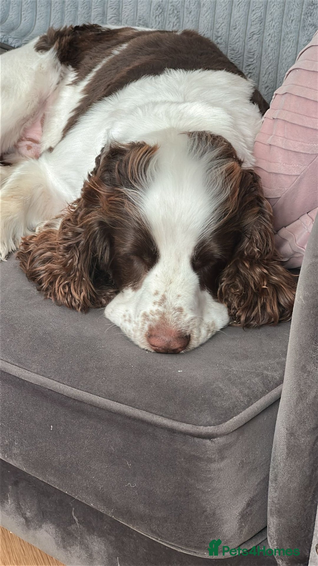 Cocker Spaniel dogs for stud: George  - Image 6
