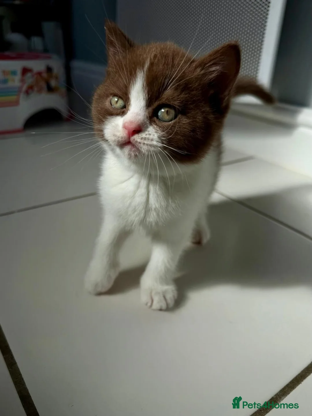 British Shorthair cats for sale: 2 female GCCF British short hair kittens - Advert 2
