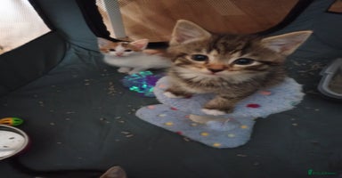 Mixed Breed cats - Advert 5
