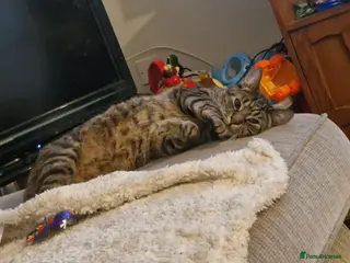 British Shorthair cats Milo kobie and shadow - Advert 1