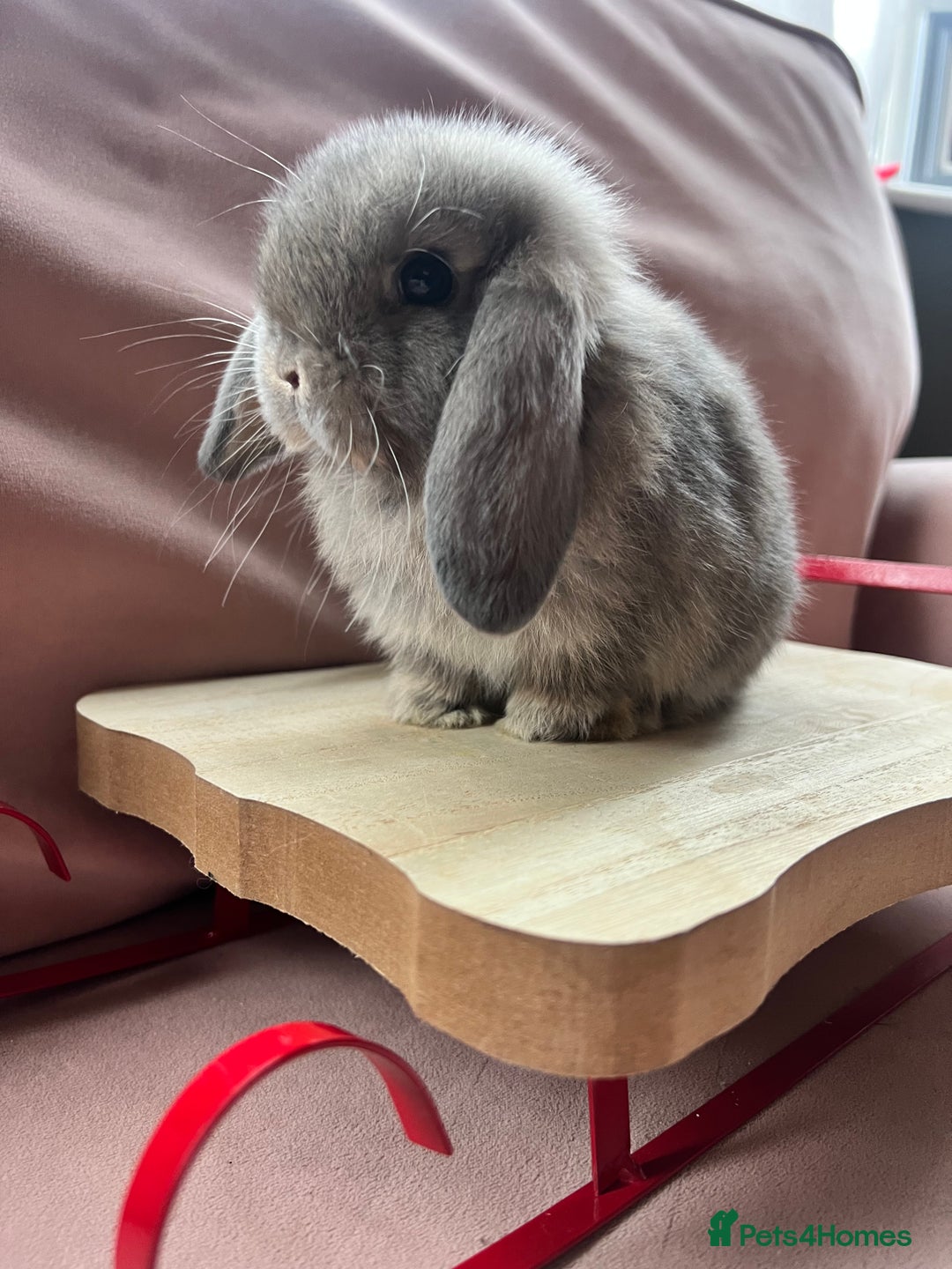 Mini Lop rabbits for sale: Gorgeous baby Mini Lops  - Advert 6