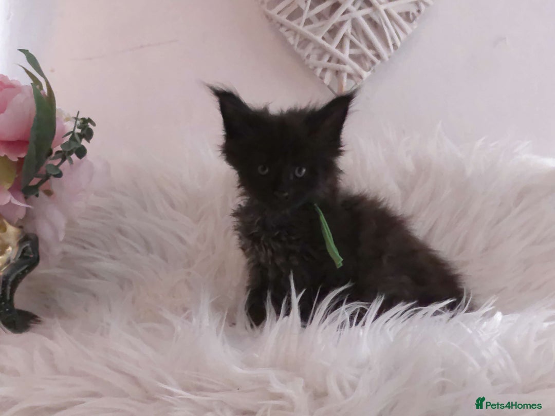 Maine Coon cats for sale: 2 kittens left In Search of Loyal Human Servant - Image 10