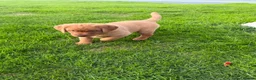 Labrador Retriever dogs for sale: Stunning fox Red Labrador pup - Advert 9