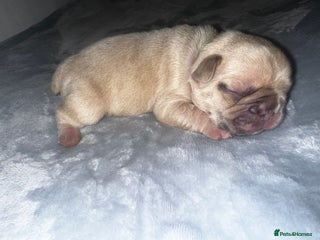 French Bulldog dogs French bulldog puppies - Advert 1