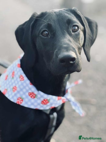 Labrador Retriever dogs - Advert 5