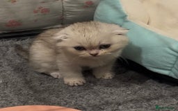 Scottish Fold cats for sale: Scottish fold female pick of litter - Image 7