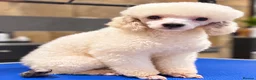 Miniature Poodle dogs for sale: Kc miniature poodle boy - Advert 1