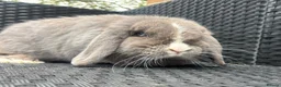 Mini Lop rabbits for sale: Lilac split Pure bred Mini lop female 1 year old  - Advert 4