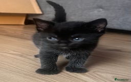 Domestic Shorthair cats for sale: Gorgeous Calico & B/W Kittens for sale! - Image 6