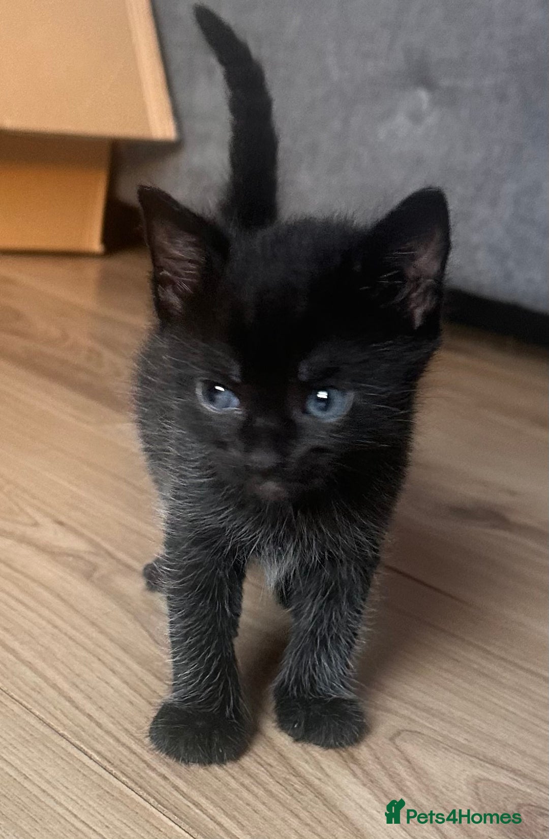 Domestic Shorthair cats for sale: Gorgeous Calico & B/W Kittens for sale! - Image 6