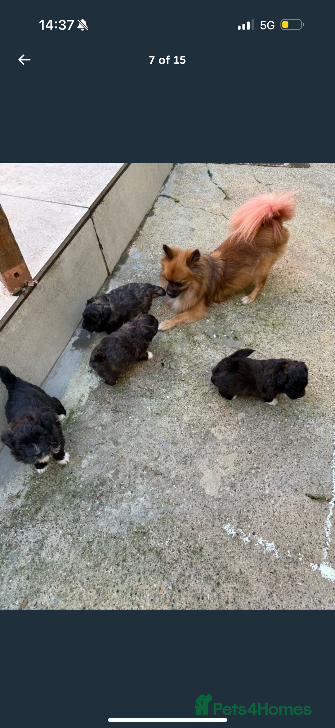 Maltipom dogs for sale: Maltipom puppies  - Advert 9