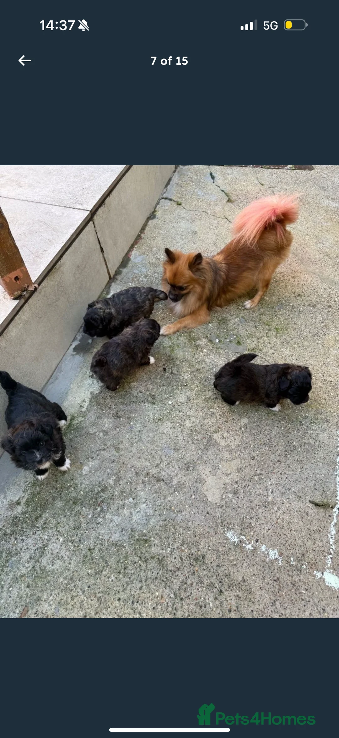 Maltipom dogs for sale: Maltipom puppies  - Advert 9