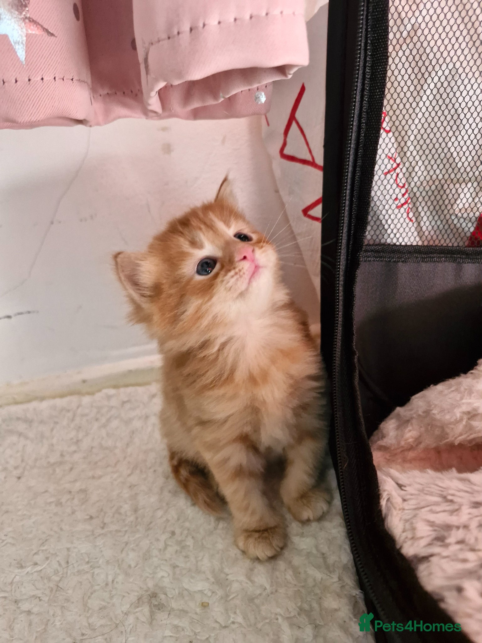 Mixed Breed cats for sale: Cute ginger kittens 1 short haired 2 fluffy  in Liverpool - Advert 17