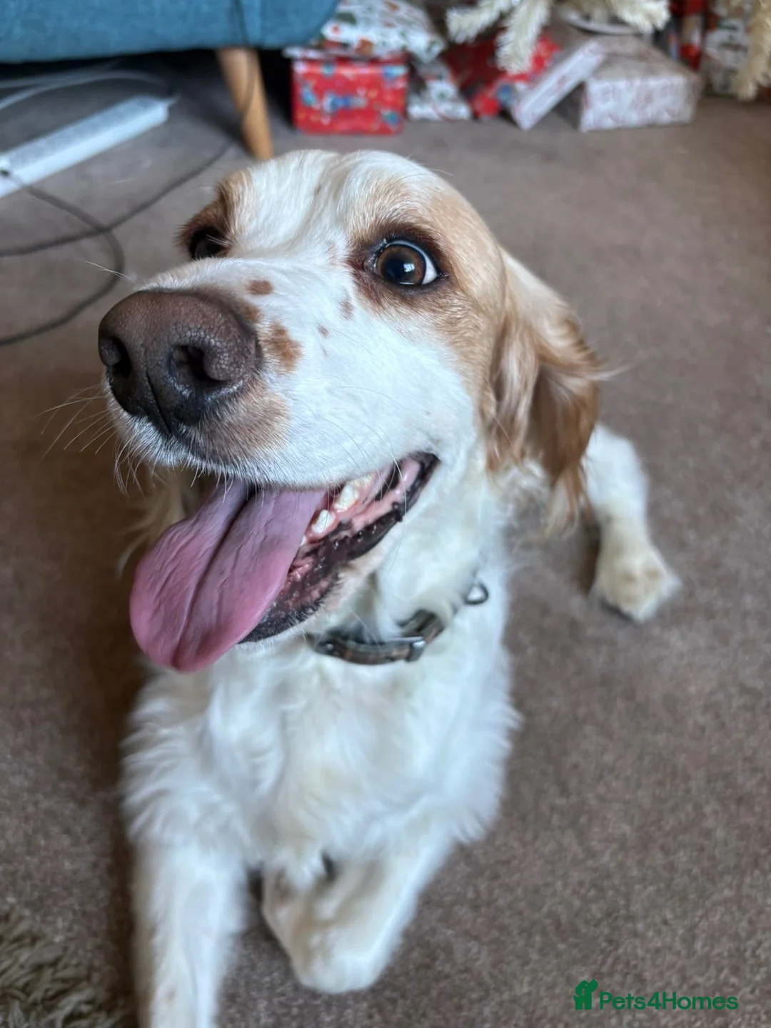 Sprocker dogs for sale: Male Sprocker Spaniel - Advert 4