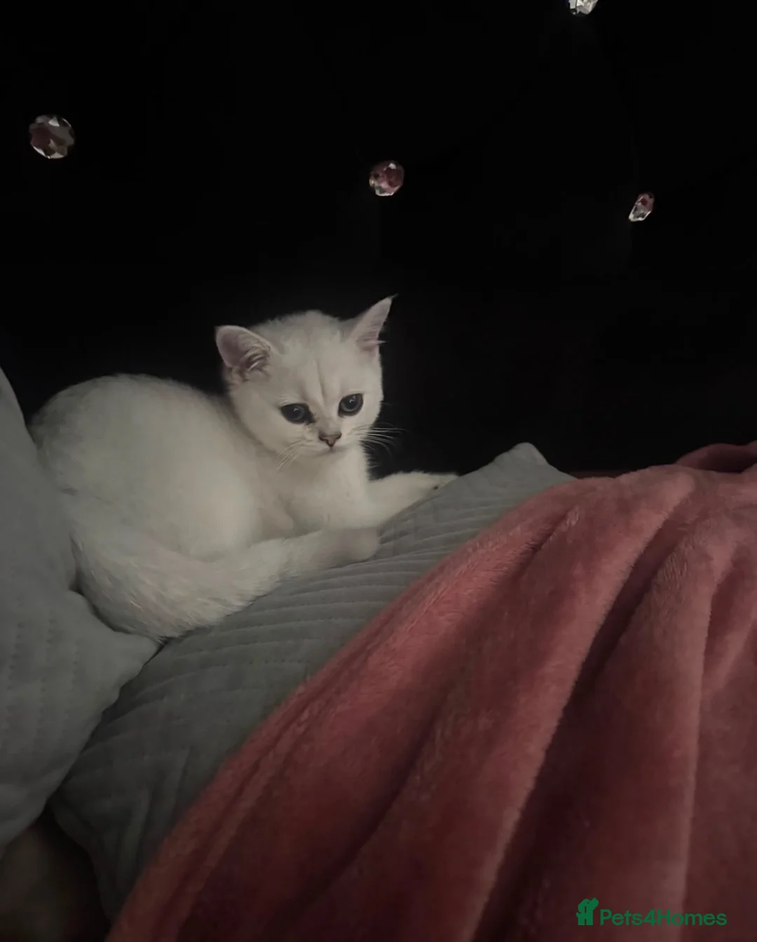British Shorthair cats for sale: British Shorthair  - Advert 2