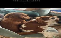 Cavalier King Charles Spaniel dogs for sale: Champion line Cavalier Pups -  **Waiting List** - Image 16