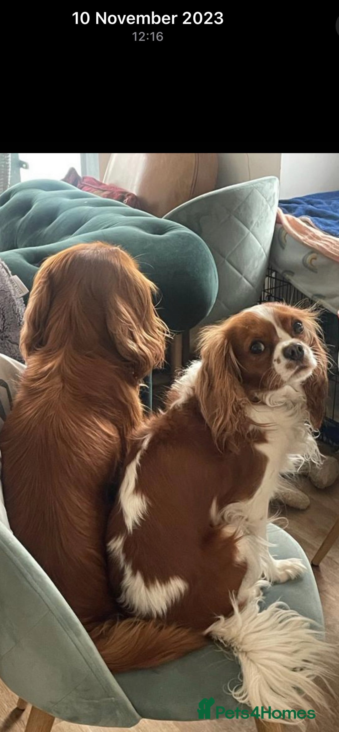 Cavalier King Charles Spaniel dogs for sale: Champion line Cavalier Pups -  **Waiting List** - Image 16