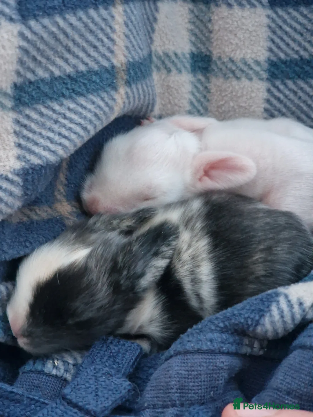 Lionhead rabbits for sale: Lion head cross babies bunnies  in Rugeley - Advert 1