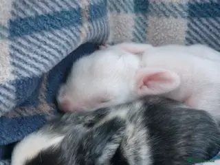 Lionhead rabbits Lion head cross babies bunnies - Advert 2