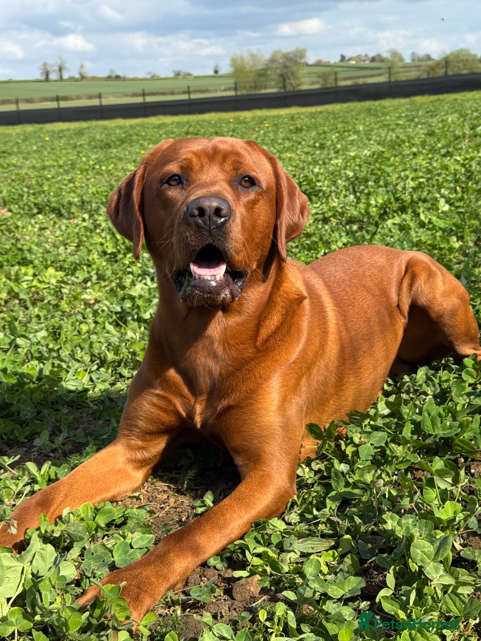 Labrador Retriever dogs KC Registered Litter of Labradors  - Advert 2